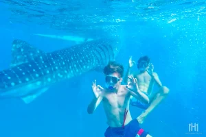 Harolds Mansion Oslob Whale sharks Day Tour