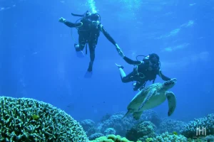 Dive Apo Island