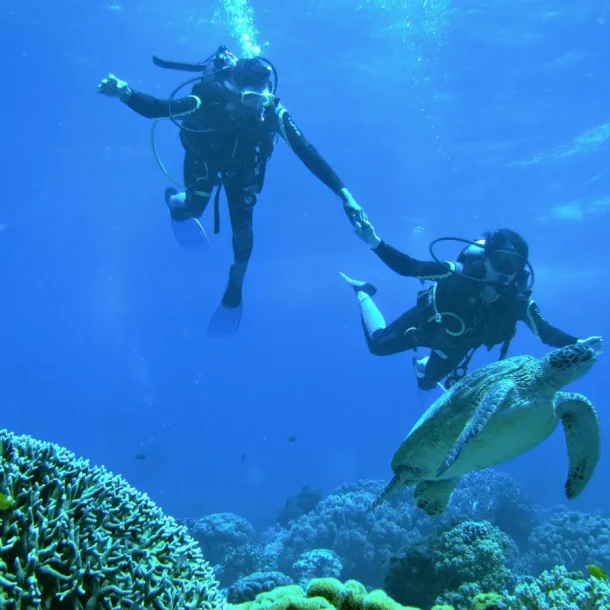 Dive Apo Island