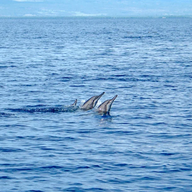 Bais Dolphin Watching & Manjuyod White Sand Bar Day Tour