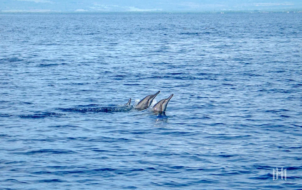 Bais Dolphin Watching & Manjuyod White Sand Bar Day Tour