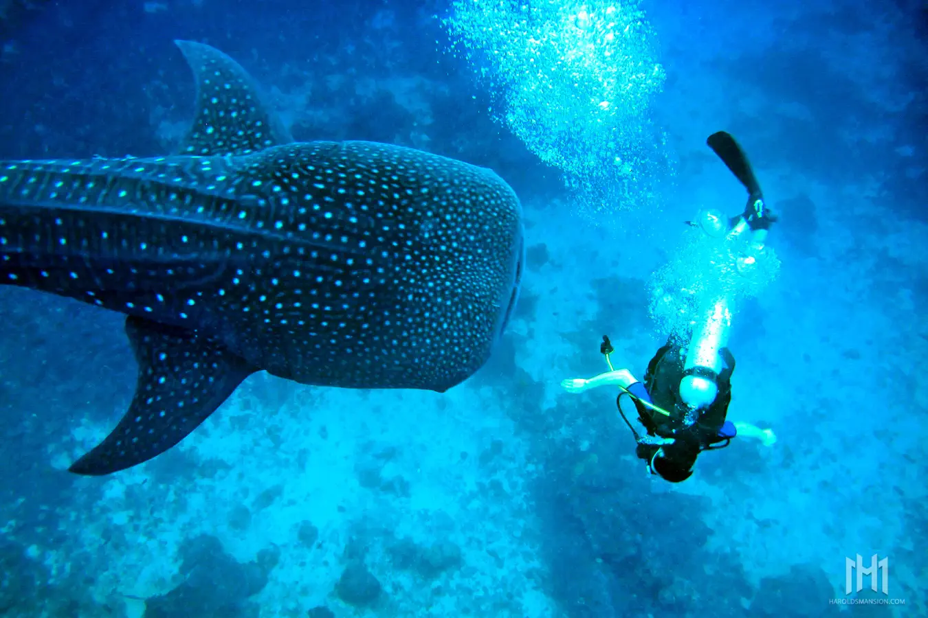 Harolds Mansion Oslob Whale Sharks Fun Dives