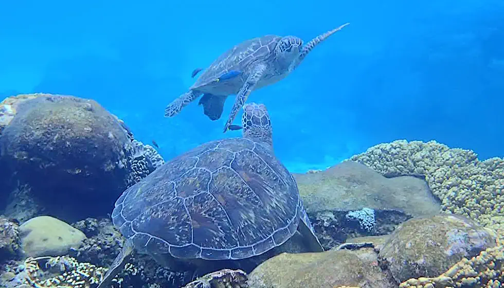 Swim with turtles in Apo Island